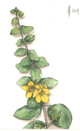 Pénzlevelű lizinka - Lysimachia nummularia